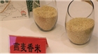 【產業(yè)】內蒙古民豐助力打造“中國燕麥之鄉(xiāng)”